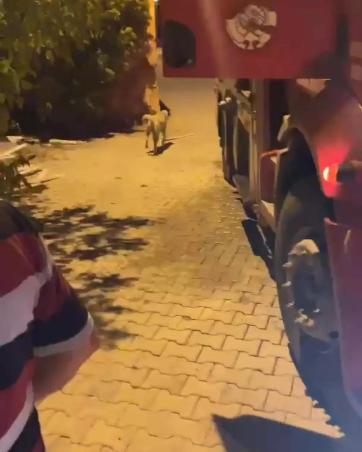 Hatay’da demir korkuluklara sıkışan köpek itfaiye tarafından kurtarıldı