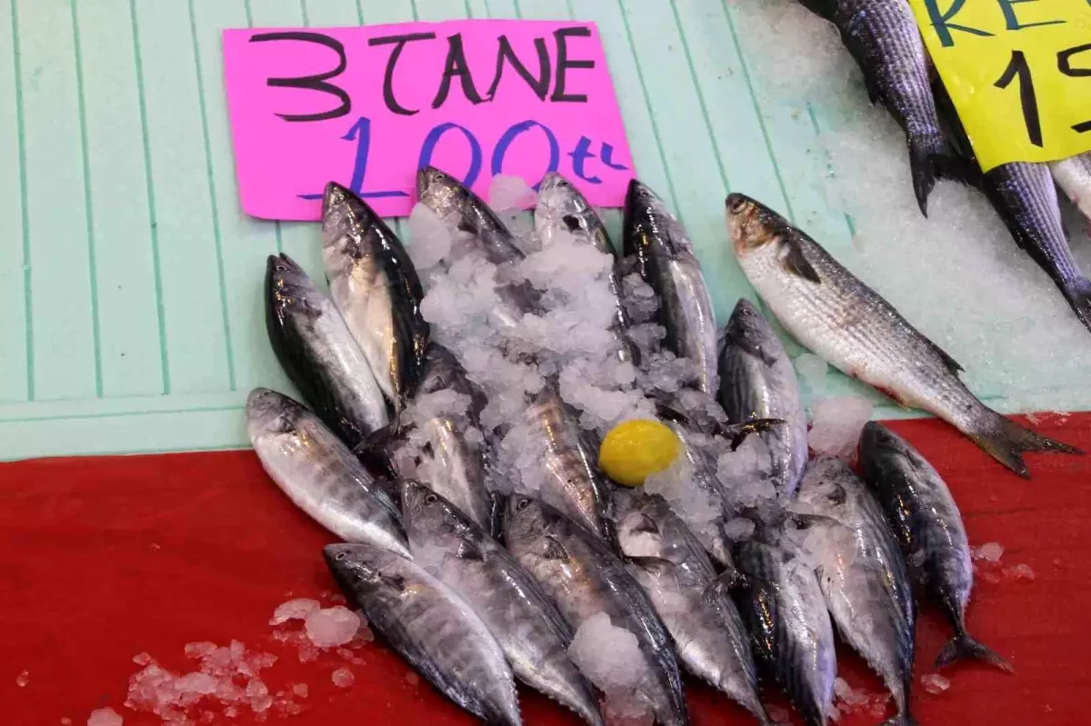Karadeniz’de Palamut Fiyatları Düştü: 3 Tanesi 100 Lira