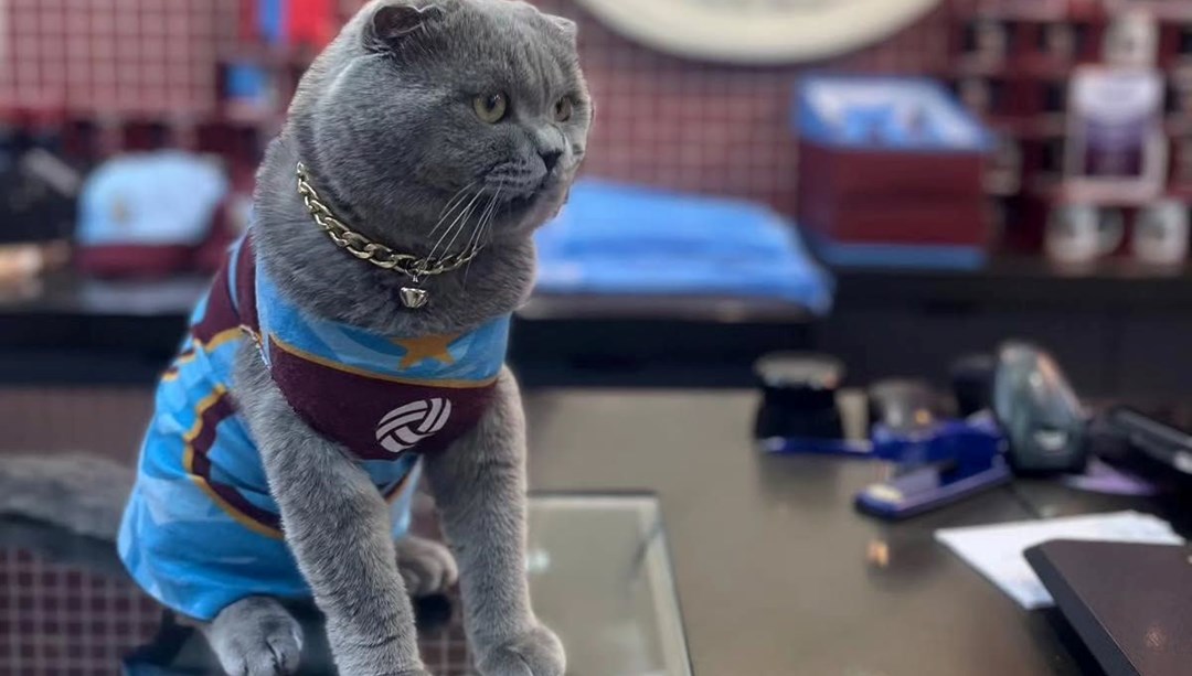 Trabzonsporlu fenomen kedi Tom’un stadyuma alınması için çağrı