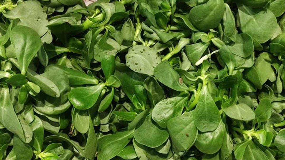 Kanserle mücadelede güçlü bir destek! Doğal bir şifa kaynağı: Yemiş otu