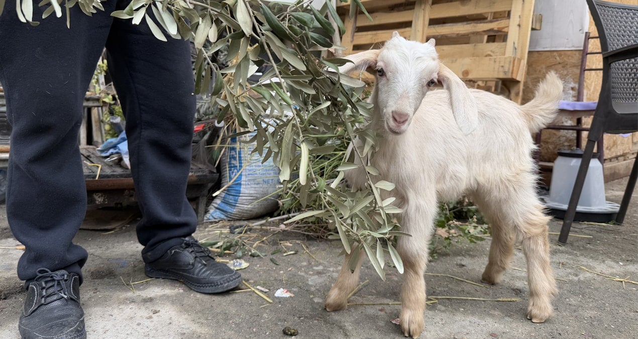 ‘Tiryaki’ çay ocağının neşesi oldu