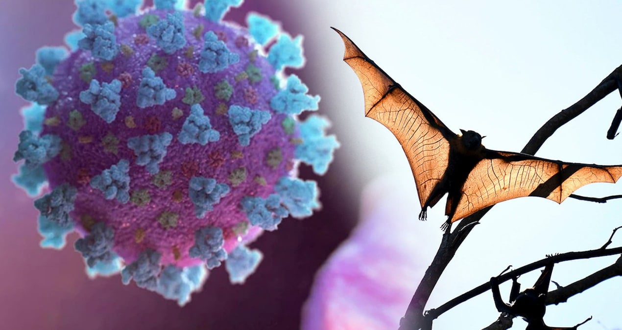 Yeni bir koronavirüs, yarasalarda keşfedildi: COVID-19 ile korkutan benzerlik